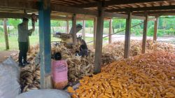 Di Akhir Maret 2026, Polda Sulsel Serap Cadangan Jagung Pemerintah Pada Gudang Bulog Sebanyak 41.116 Ton