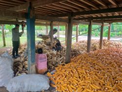 Di Akhir Maret 2026, Polda Sulsel Serap Cadangan Jagung Pemerintah Pada Gudang Bulog Sebanyak 41.116 Ton