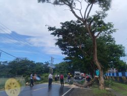 Polisi dan BPBD Bulukumba Evakuasi Pohon Tumbang, Arus Lalu Lintas Kembali Lancar