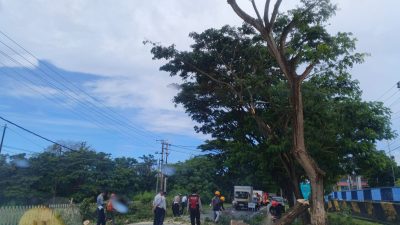 Polisi dan BPBD Bulukumba Evakuasi Pohon Tumbang, Arus Lalu Lintas Kembali Lancar