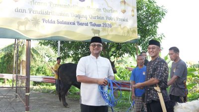 17 Sapi dan 33 Kambing Disembelih, Polda Sulbar Bagikan Daging Qurban untuk Personel dan Masyarakat