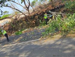 Cuaca Ekstrem Terjang Mamuju, Personel Ditlantas Polda Sulbar Sigap Evakuasi Pohon dan Tiang Lampu Tumbang