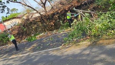 Cuaca Ekstrem Terjang Mamuju, Personel Ditlantas Polda Sulbar Sigap Evakuasi Pohon dan Tiang Lampu Tumbang